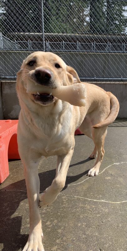 Female yellow lab 