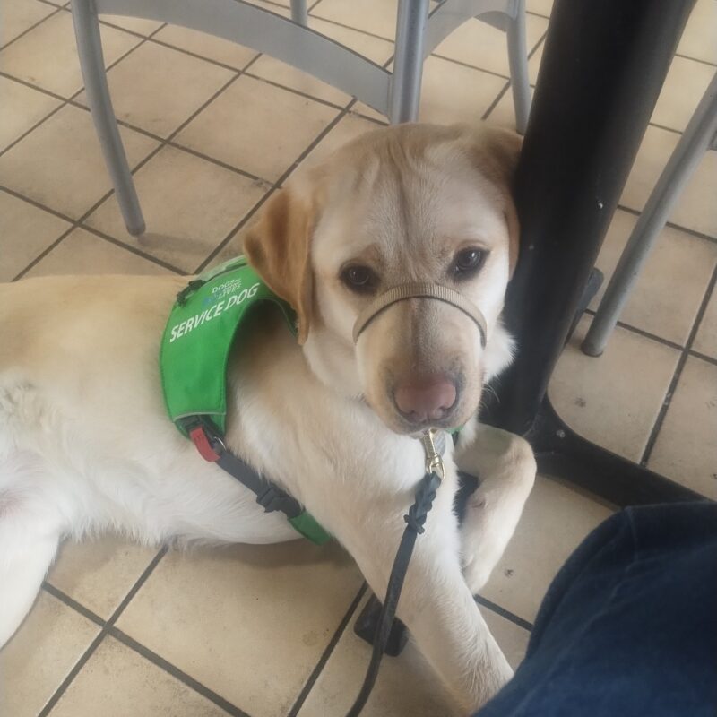 Yellow Lab Melvin lounging under a table. He's wearing his gentle leader and green service dog vest.