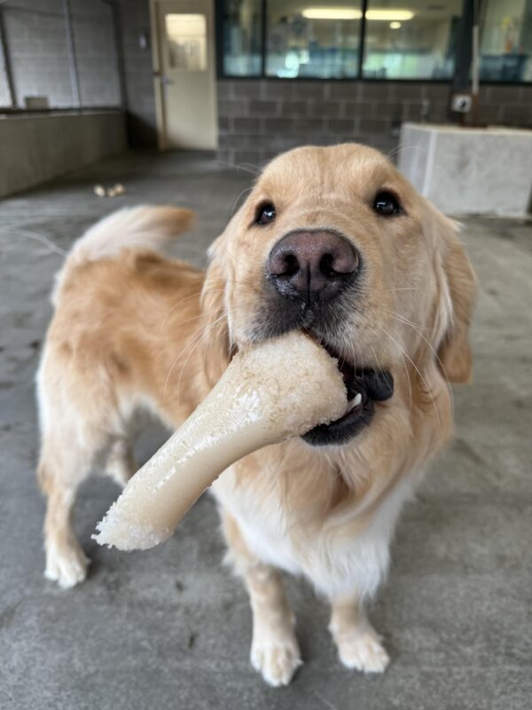 Mendo, a long haired yellow lab/golden cross, stands in a community run play area. His face is close to the camera and a tan plastic bone hangs from the side of his mouth. His tail is wagging out of focus in the background.
