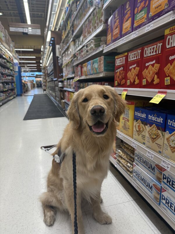 Mendo, a long haired yellow lab/golden cross, sits in his GDB harness in the aisle of a grocery store. He looks at the camera with an open-mouthed smile. Cheez-its and other familiar brands fill the shelves in the background.