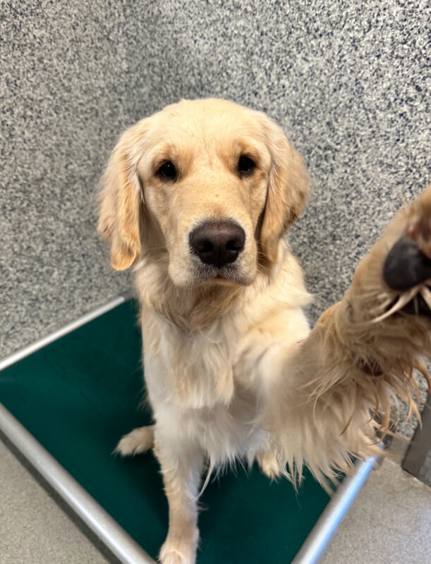 Male yellow lab/golden cross 