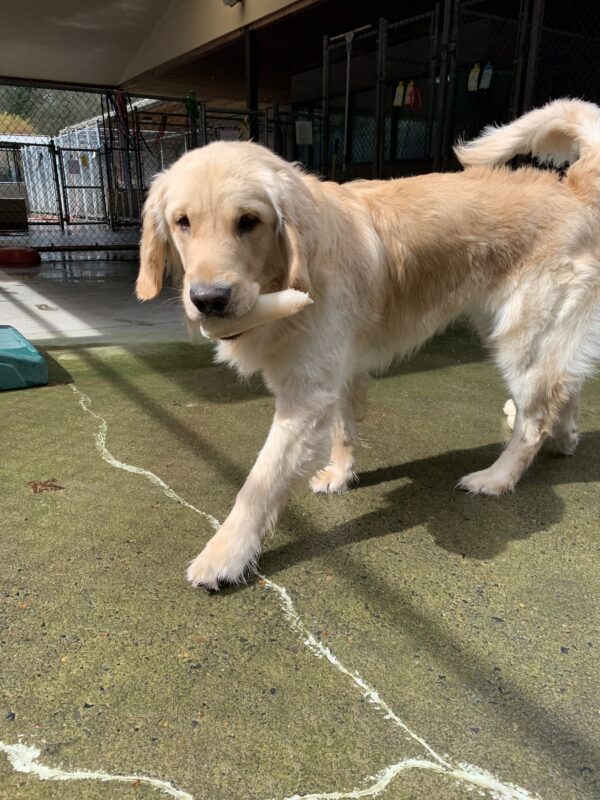 Male yellow lab/golden cross 