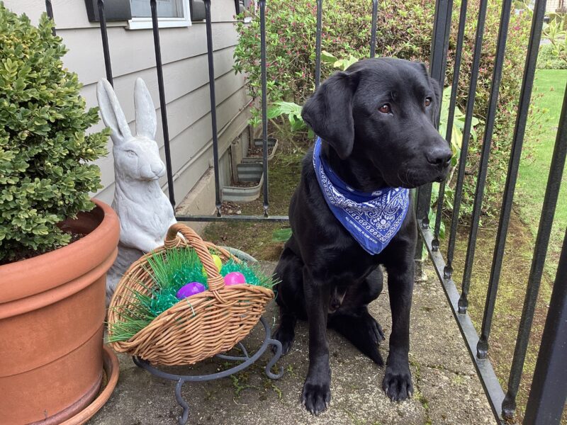 Milagro is sitting the the backyard while in foster care and is wearing blue bandana. There is a cement bunny and a basket with colorful eggs next to him.