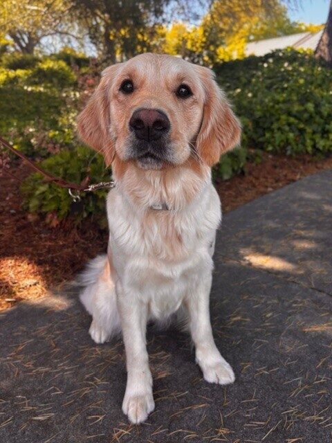 A close up of Molly sitting on a sidewalk with tanbark and green bushes behind her.