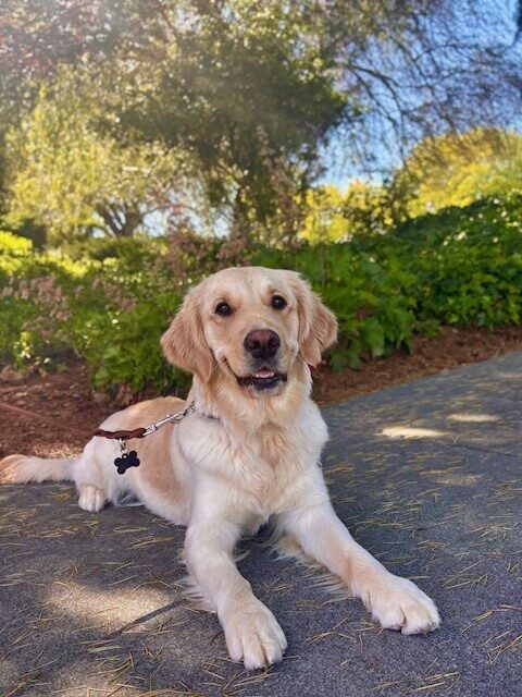 Molly laying on a sidewalk, with a smile on her face, with tanbark, green bushes, and trees in the background.
