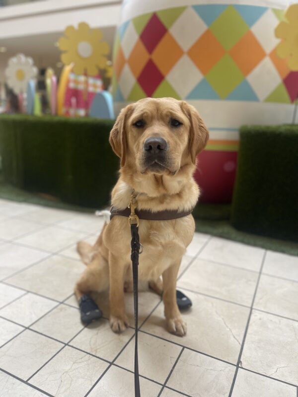 Natsuki, a female yellow Labrador Retriever, sits in harness at the Clackamas Mall. Natsuki is sitting in front of the Easter bunny decorations. There is a large, colorful egg and flowers behind her as well as, some faux greenery.