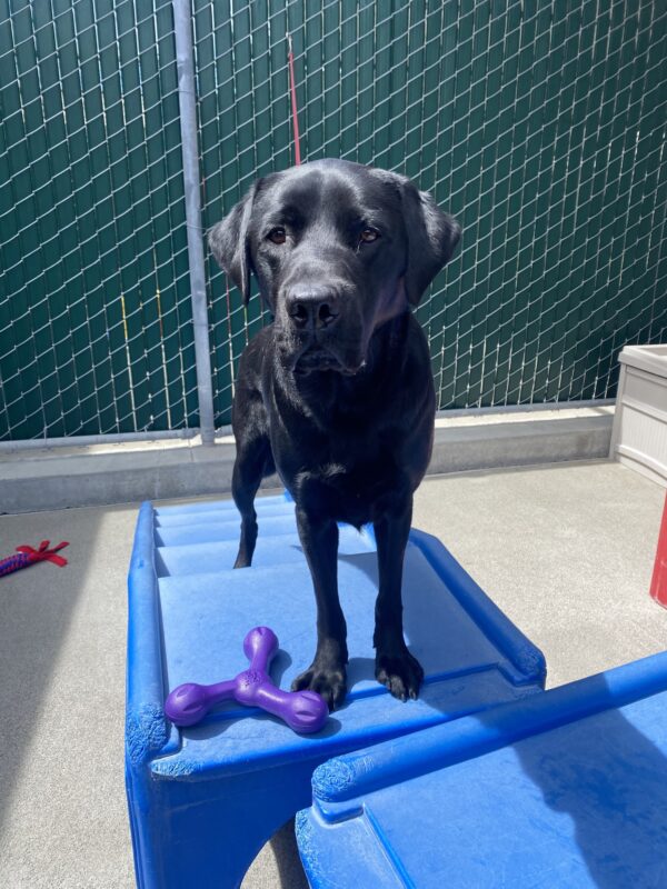 Norris is standing on a blue play structure with a purple toy at his feet. He is looking expectantly at the camera and behind him is a green fence.