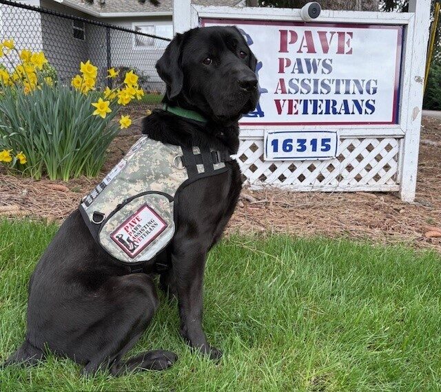 Black Lab Norway sitting in front of PAVE's entryway sign, yellow daffodils are behind him.
