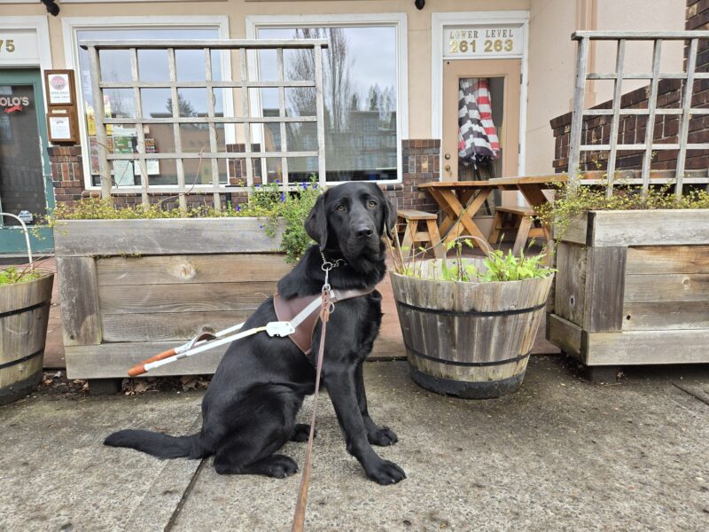 Nura is in downtown Troutdale. She’s wearing her harness and sitting in front of some wooden planters with vegetation in them.