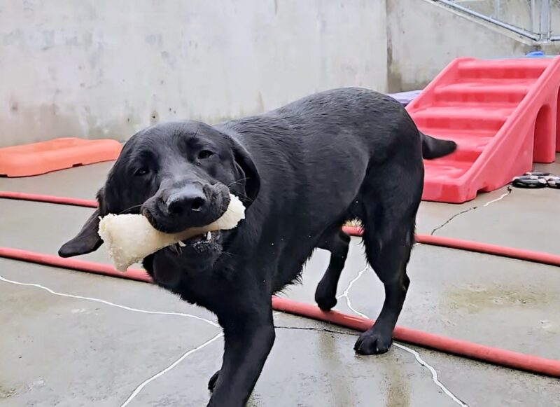An action shot of Nura in Community Run on the Oregon Campus. She’s holding a Nylabone and just finished shaking it.