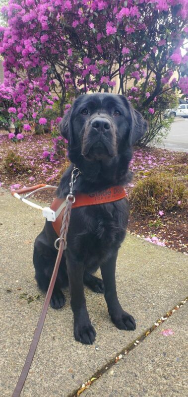 Olena, black lab, sits in her harness on the sidewalk. She is slightly sideways to the camera and looking directly at it. Behind her is a purple bush in full bloom.