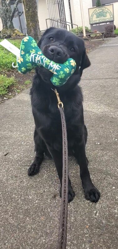 Olena, black lab, sits on the sidewalk out in town. She is looking directly at the camera. With her head slightly tilted and is holding a green stuffy bone in her mouth that says “kiss me” in white letters and is covered with light green and yellow shamrocks.