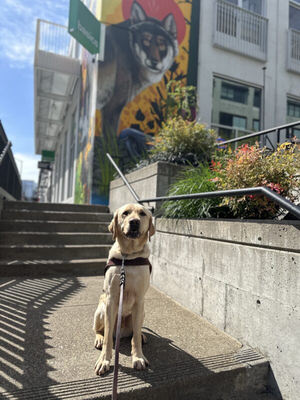 Orson, a male yellow lab, sits on the landing in between two flights of stairs. There is a colorful mural behind him detailing a wolf in a scenic scape.