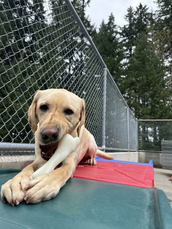 Orson, is having a good time chewing on a brand new nylabone whilst lying atop a green, red, and blue plastic play structure.