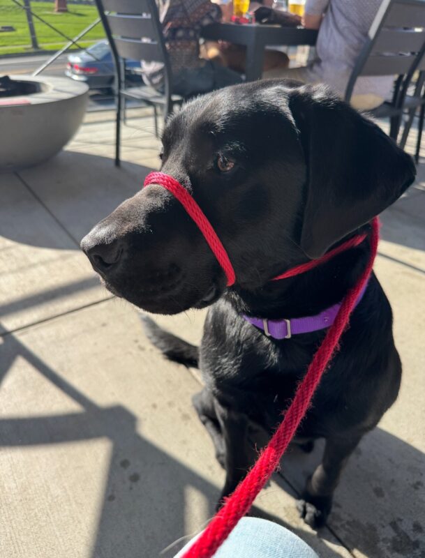 Pascal, a male black Labrador Retriever, sits on the concrete at an outdoor restaurant and is looking around. He is wearing a purple flat collar and a red easy lead. The sun is shining bright!