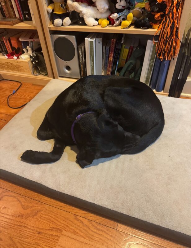 Pascal, a male black Labrador Retriever, sleeps on a big brown bed in a curled up position. He is wearing a purple flat collar.