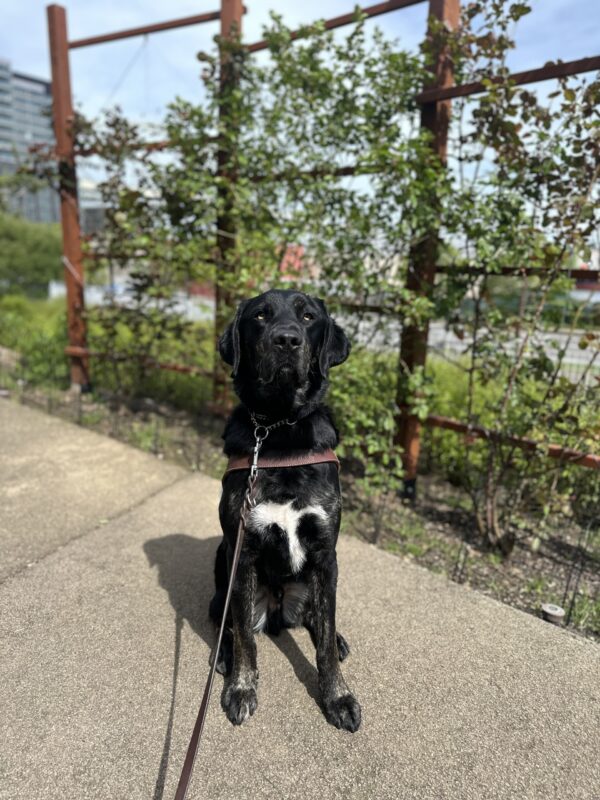 Picard, a male brindle lab, sits in front of a wall of greenery. He is looking towards the camera.