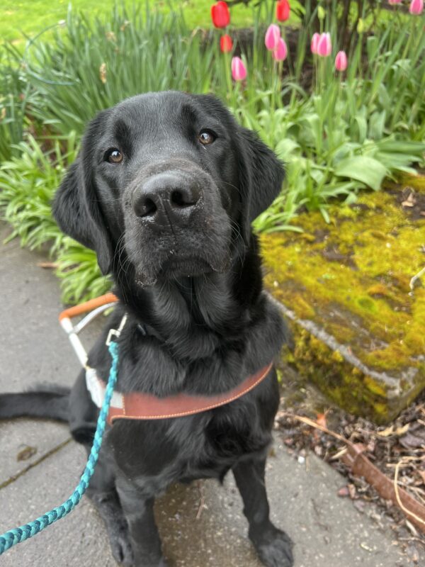Pluto, a handsome black Lab-Golden Retriever cross, sits proudly in his guide dog harness, framed by lush greenery and blooming pink tulips.