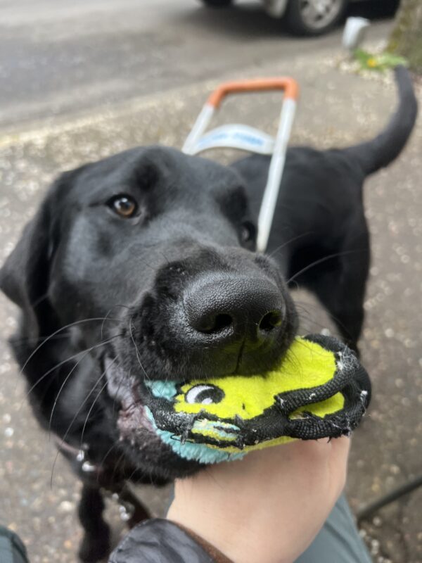 A close-up of Pluto, the black Lab-Golden Retriever cross, as he plays tug with a blue and green stuffed toy after a successful route. His eyes sparkle with excitement and pride, showing off his playful side and joy after a job well done!