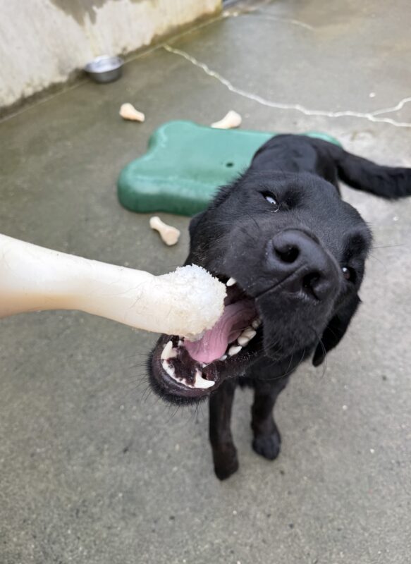 Poseidon, a male brindle black lab/golden cross, stands in one of our community run areas. He reaches his head up to chew on a tan plastic bone. His eyes are relaxed and his tail wags in the background in front of a green plastic play structure and several other bones.