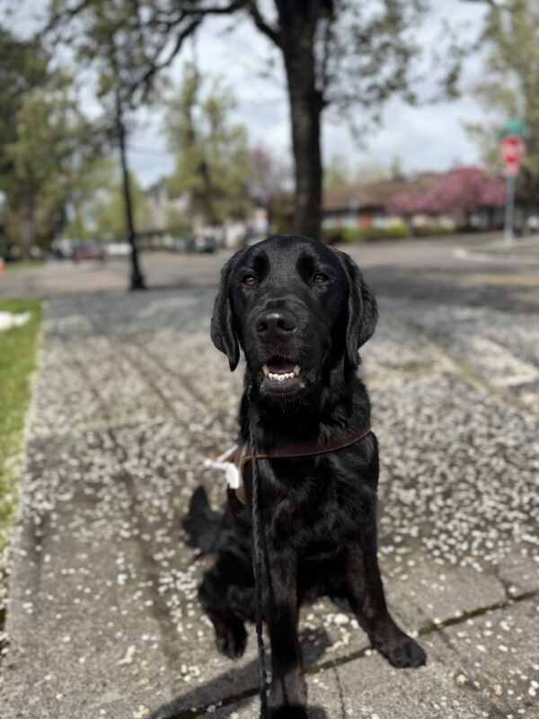 Poseidon, a male brindle black lab/golden cross, sits on a sidewalk in his GDB harness. He smiles at the camera with his bottom teeth showing. Out of focus in the background, lots of white flower petals sprinkle the sidewalk and trees line the street behind him.