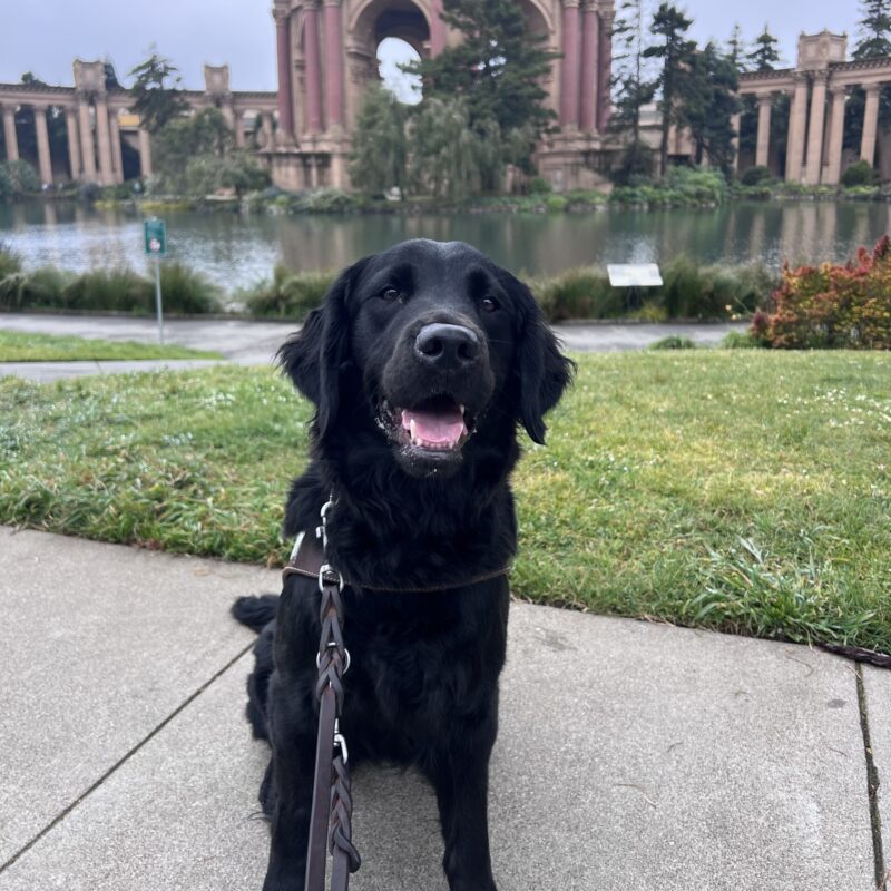 Posh is sitting in front of the Palace of Fine Arts in San Francisco. She is wearing her harness and is looking at the camera with her mouth open in a smile.