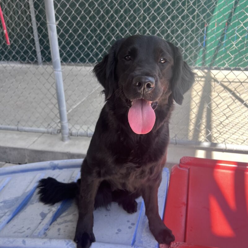 Posh is sitting on a red play structure in community run. She is looking up at the camera with a happy smile on her face.