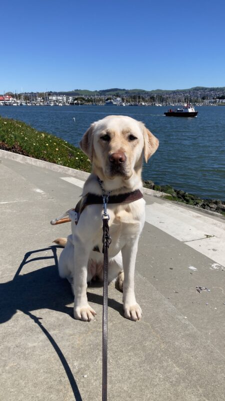 Prosecco is wearing a harness and sitting on a walking path. Behind her is the blue water of the SF Bay with a boat motoring by.