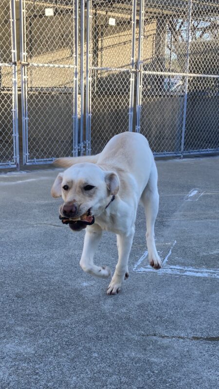 Prosecco is running and playing in an enclosed exercise area. She is carrying a small toy in her mouth which she had just retrieved.