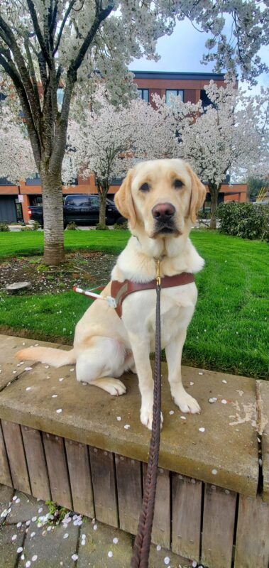 Ragnar, yellow lab, sits in his harness on a low wall. He is slightly sideways to the camera and looking directly at it. Behind him is a grass lawn and several white/pink blooming trees.