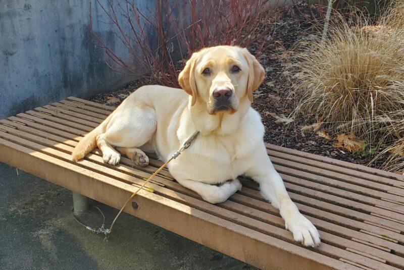 Ragnar, yellow lab, lays on a low bench on a tie down. He has one leg tucked underneath him and he is looking directly at the camera. Behind him are a variety of plants in a bark chip area and a cement wall.