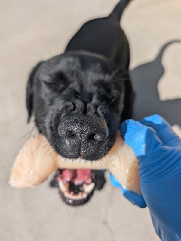 Rocio is in the middle of chewing on a bone held by her instructor in community run. Her face is scrunch as she happily chews the nylabone.