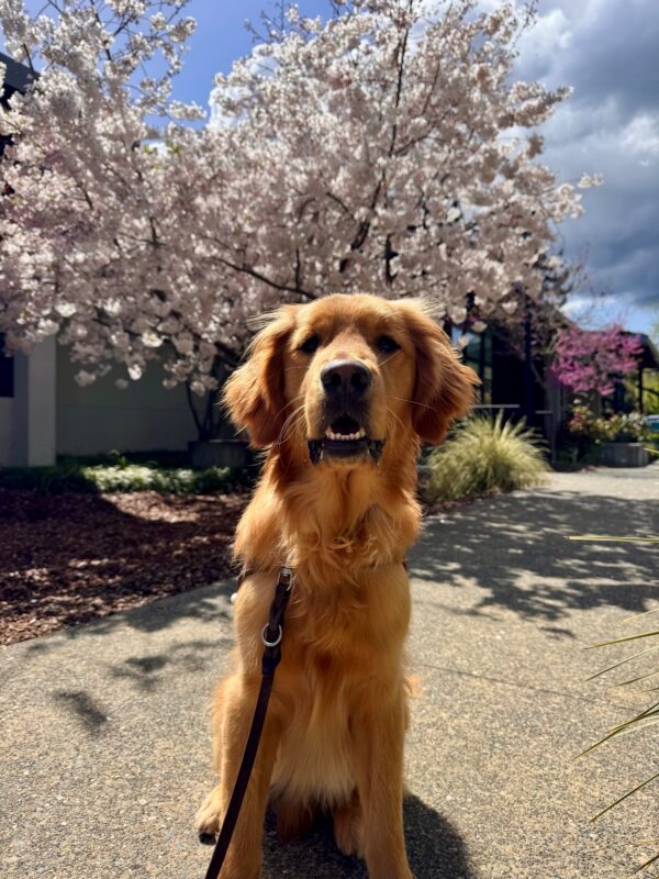 Rush sits in harness in front of a cherry blossom tree on the GDB campus. He looks directly into the camera with his mouth slightly parted open.