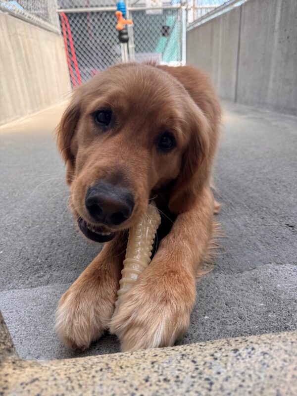 Rush lays in his outdoor kennel chewing on a nylabone. He holds the bone in between both front paws and looks directly into the camera.