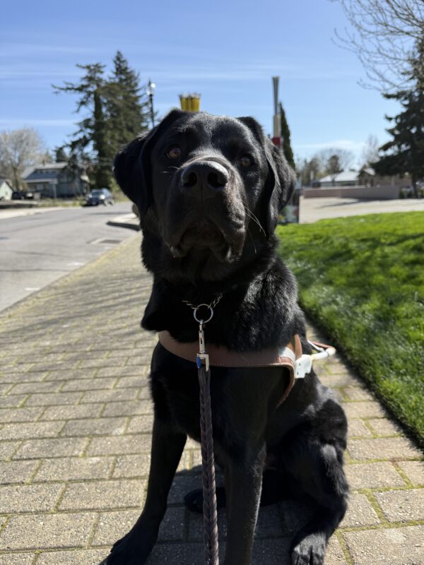 Sammy, a male black lab, sits on a sidewalk in his GDB harness. He looks at the camera with a focused expression. A park with grass, trees, and a bright blue sky are out of focus in the background.
