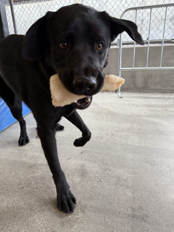 Sammy, a male black lab, steps towards the camera in one of our community run areas. He holds a tan plastic bone in his mouth, and his ears flap in the air. His front right paw is raised as he prances around.