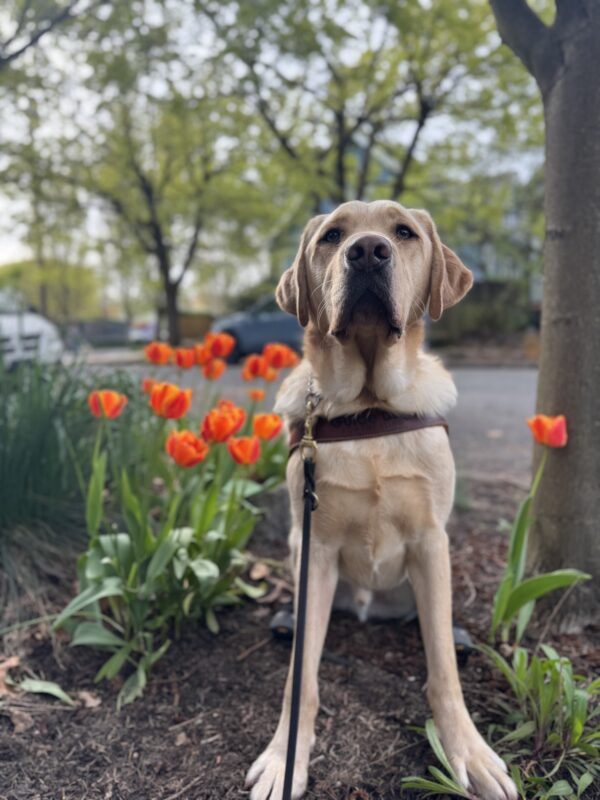 Scott, a yellow lab, wears his harness. He sits calmly by a tree and some bright orange tulips.