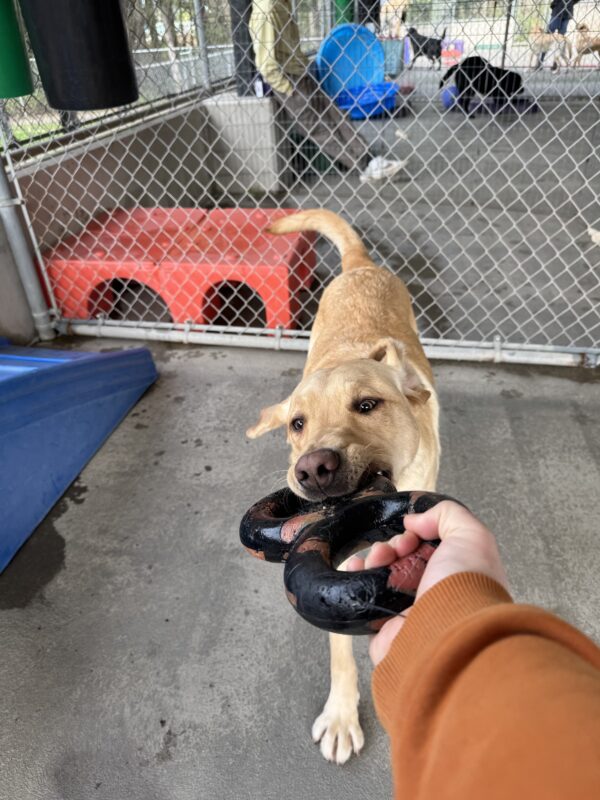 Scott, a yellow lab, is playing tug-of-war with a person, holding onto a black ring toy.