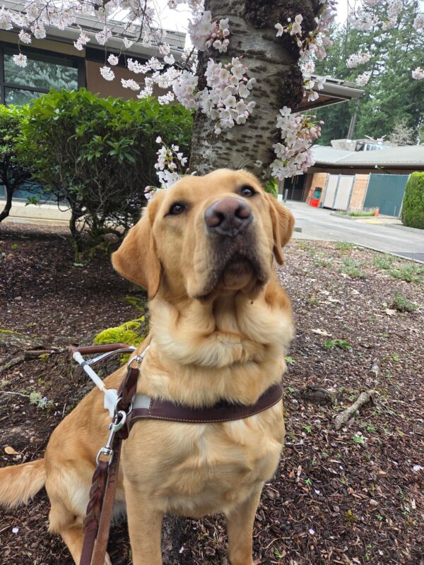 Male yellow Labrador, Shaw, sits in harness looking at the camera. There is flowering tree behind him with light pink, almost white flowers.