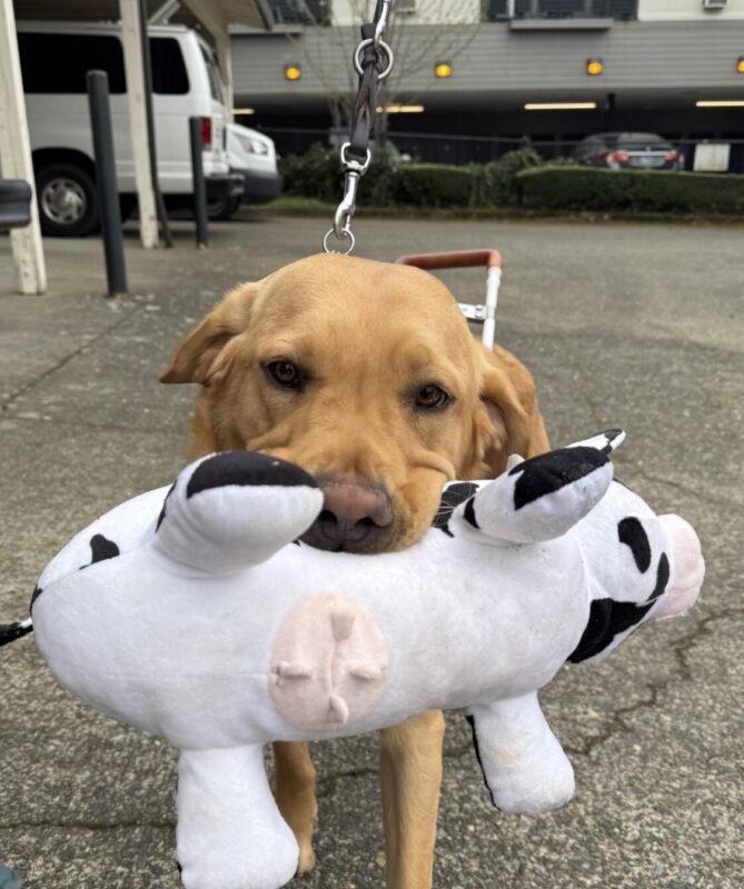 Shaw looks at the camera holding a stuffed cow toy in his mouth. His ears are back and he is holding the cow so that the underside of it is facing the camera.