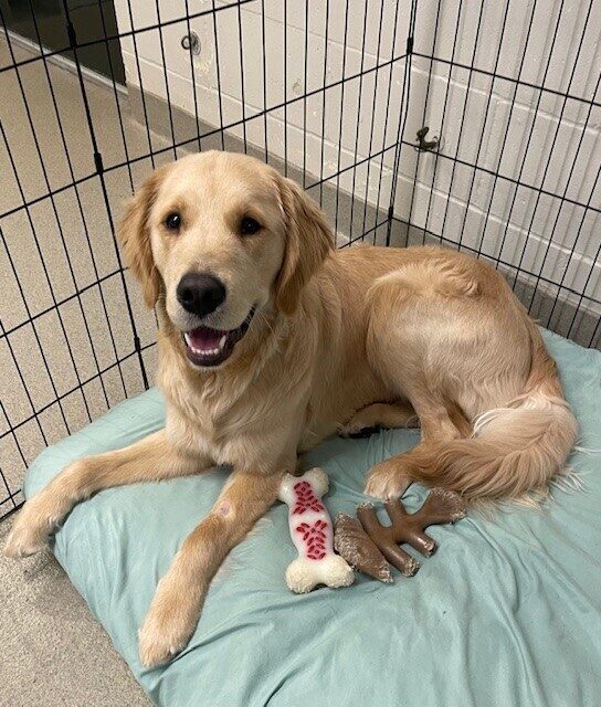 <p>A cheerful Talbot (a yellow Lab/Golden cross) lies on a soft green bed with a happy grin stretching across his face. There are a couple Nylabones off to the side of him.</p>