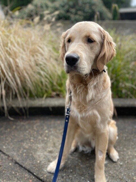 <p>A serious looking Talbot (a yellow Lab/Golden cross) sits upright, gazing intently into the distance with green bushes behind him.</p>