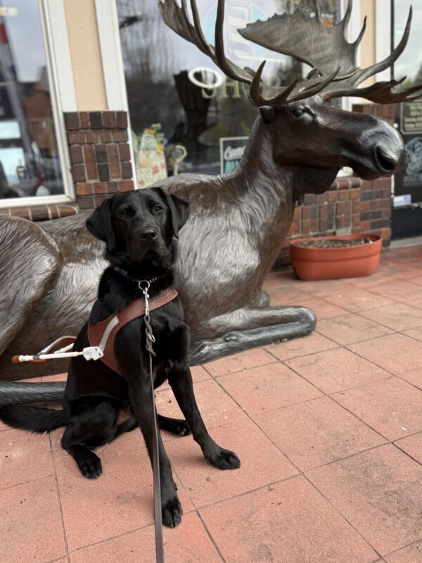 <p>Theron (a male black Lab/Golden cross) sits in his guide dog harness in front of a large moose statue. He is attentively looking at the camera as he waits for his kibble reward.</p>