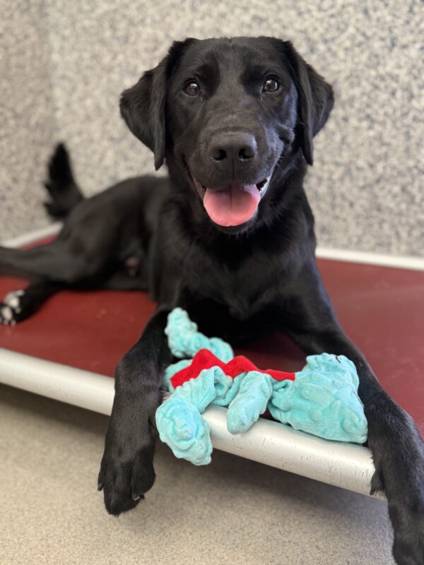 <p>Theron ((a male black Lab/Golden cross) lays on a dog bed in his kennel run. His mouth is open with his tongue showing as he looks at the camera, tired from a play session. There is a blue soft plushy toy laying between his front feet.</p>
