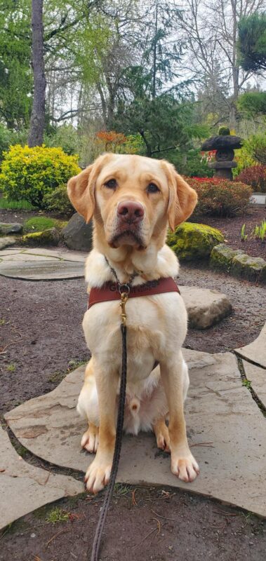 Thumper, a yellow lab, sits in his harness on a rock path. He is looking directly at the camera. Behind him you can see a Japanese garden and other rock paths.