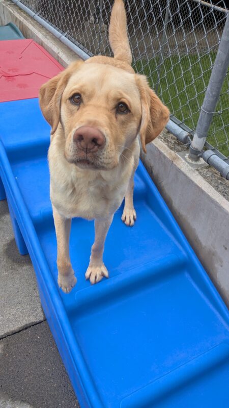 Thumper, a yellow lab, stands on a blue play structure of stairs in community run. He is looking directly at the camera, has one paw picked up and his tail is sticking up behind him.