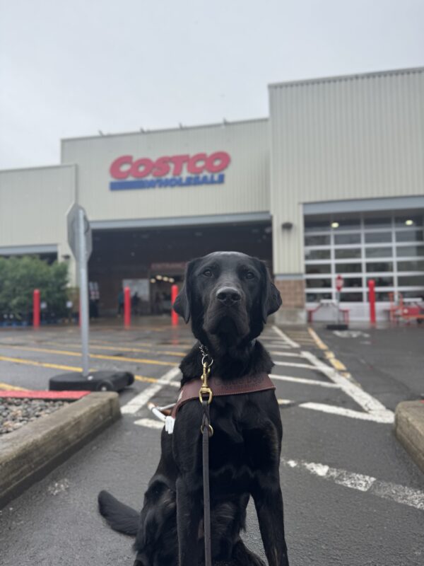 Male brindle golden x lab cross, Timon, sits in the parking lot of Costco. He is wearing his harness and looking into the camera seriously. He has mastered the settling skill, even with hotdogs around.