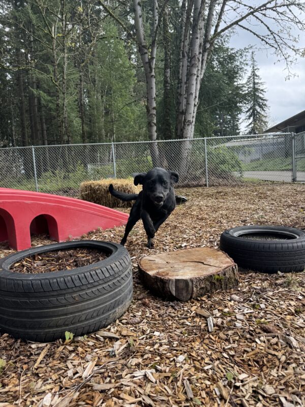 male brindle golden x lab cross, Timon, jumps over a tree stump in a wood chip free run area. His ears are pinned back and he has a face of focus. A red play structure and hay bales are behind him.
