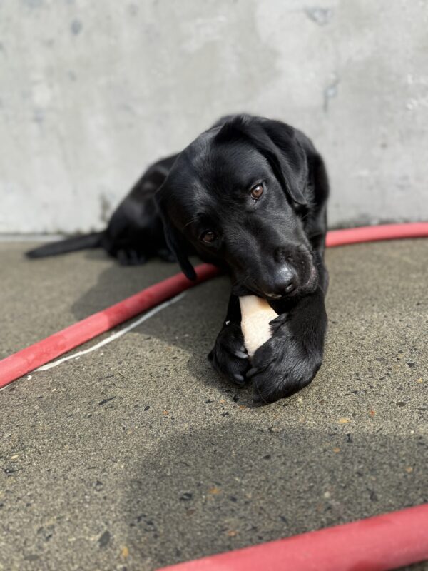 Tofino lays in the community run area on the Oregon campus. He is looking toward the camera as he chews on a Nylabone that is positioned between his front paws.