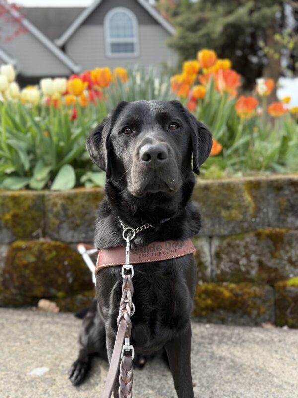 Tofino sits on the sidewalk in front of a house with a yard that is full of colorful blossoming tulips. He is wearing his guide dog harness and attentively looking at the camera.
